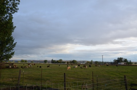 Pic #1 View from Jan's yard
