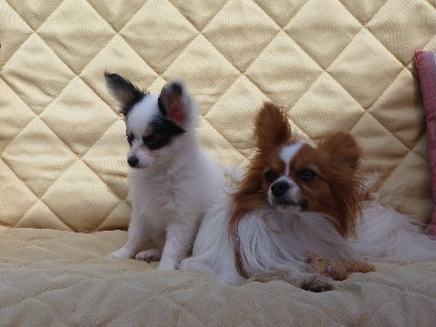 Pic #13 Disco & Lindy