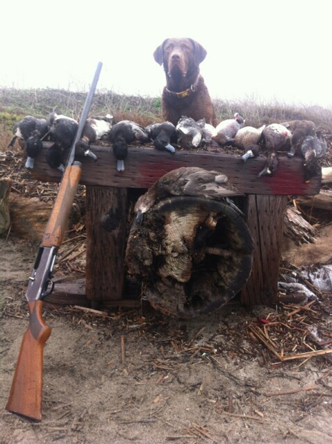Pic #6a -Henry & Ducks
