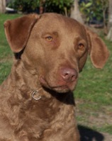 Halley's portrait pic